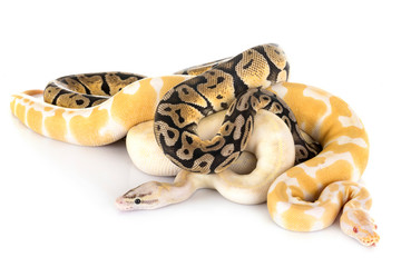 Ball pythons in studio