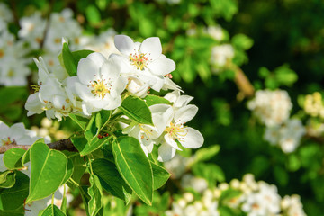 Spring floral background, white flowers of pear, blooming garden, gardening. Space for text. Copy space.