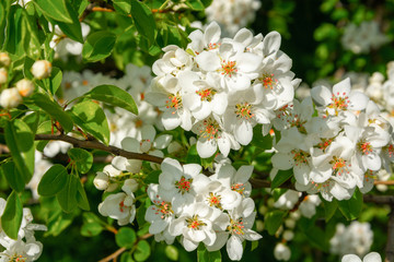 Spring floral background, white flowers of pear, blooming garden, gardening. Space for text. Copy space.