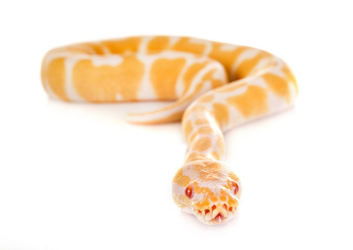Ball python in studio