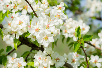 Spring floral background, white flowers of pear, blooming garden, gardening. Space for text. Copy space.