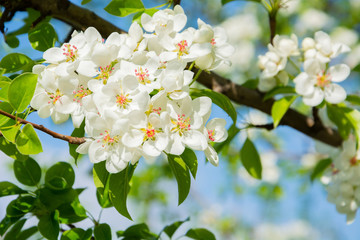 Spring floral background, white flowers of pear, blooming garden, gardening. Space for text. Copy space.