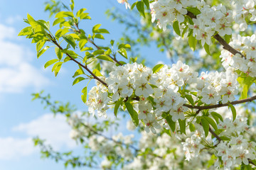 Spring floral background, white flowers of pear, blooming garden, gardening. Space for text. Copy space.