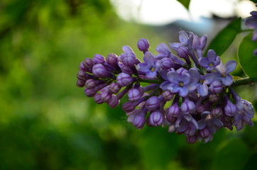 spring flowers, a lilac branch with flowers and buds on a background of green foliage