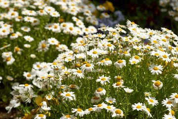 ノースポールの咲く庭