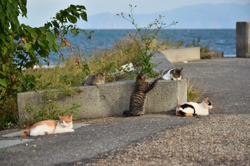 Stray cats～さくらねこにしてあげたい野良達。