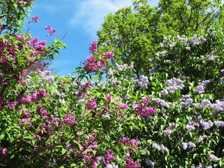 blooming purple and pink lilacs