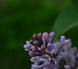 spring flowers, a lilac branch with flowers and buds on a background of green foliage
