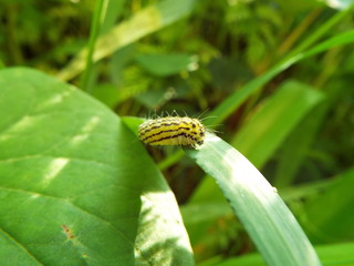 ミノウスバ 幼虫 larva of moth