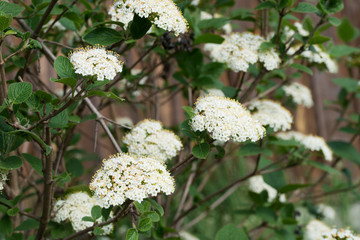 cornus sanguinea, common dogwood,  bloody dogwood white flowers