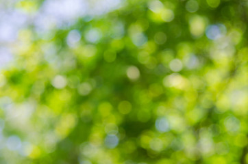 Fototapeta premium Green nature background