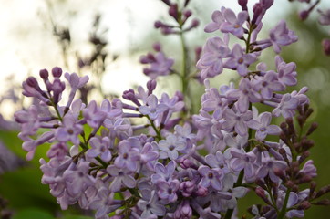 spring flowers, a lilac branch with flowers and buds on a background of green foliage