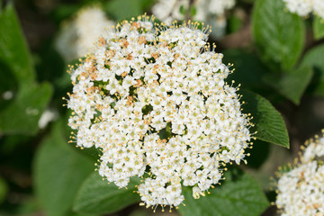 cornus sanguinea, common dogwood,  bloody dogwood white flowers