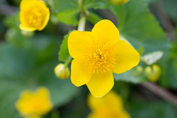 Obraz premium caltha palustris, marsh-marigold, kingcup yellow flowers