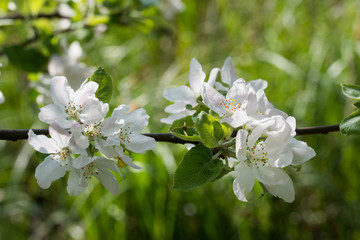 white apple flowers on twig closeup