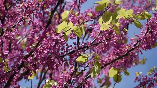 Brunches of Judas tree with pink flowers
