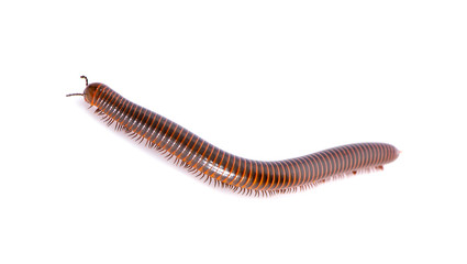 Millipede an isolated on white background