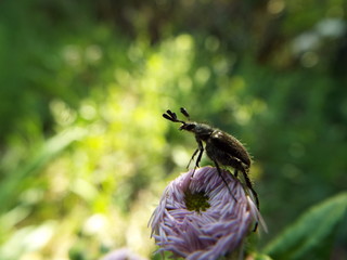 ヒゲブトハナムグリ leaf beetle