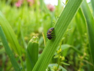 ナナホシテントウ 幼虫 larva of the ladybug