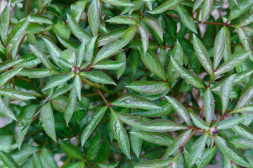 Green succulent leaves of the plant Paeonia with water drops. Garden ornamental plant, flower.