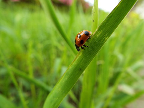 ナナホシテントウ lady bug
