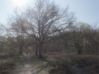 arbre dans le bois de Verneuil près de Paris