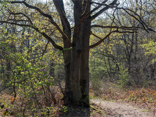 arbre dans le bois de Verneuil près de Paris