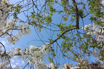 almond blossom sky background