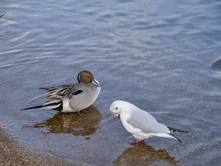 Teal and gulls down to the pool to find food.