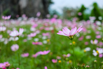 Fototapeta premium pink spring flowers in Vietnam