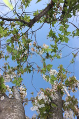 almond blossom sky background