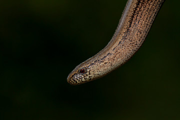 Eine Blindschleiche im dunklem bei der Jagd