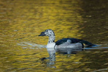 The knob-billed duck, or African comb duck closeup tropical wetland of keoladeo national park, bharatpur, rajasthan, india
