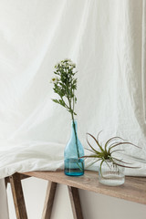 living room with blue bottle, plant decorations at the daylight