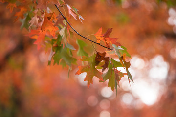 Orange autumn leaves with orange foliage background.