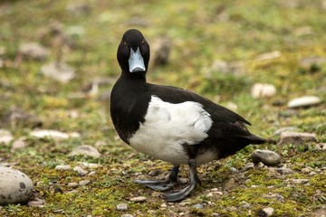 The tufted duck (Aythya fuligula) male duck on the lake shore, green vegetation in background, scene from wildlife, Switzerland, common bird in its environment, close up portrait