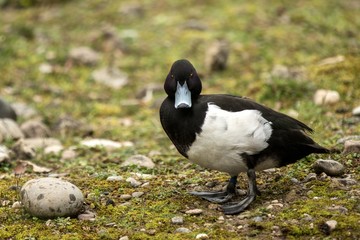 The tufted duck (Aythya fuligula) male duck on the lake shore, green vegetation in background, scene from wildlife, Switzerland, common bird in its environment, close up portrait