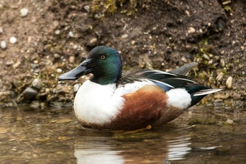 The northern shoveler (Anas clypeata) male duck on the lake shore, green vegetation in background, scene from wildlife, Switzerland, common bird in its environment, close up portrait