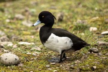 The tufted duck (Aythya fuligula) male duck on the lake shore, green vegetation in background, scene from wildlife, Switzerland, common bird in its environment, close up portrait