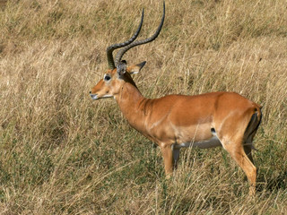 Naklejka na ściany i meble a grazing impala looks towards the camera in masai mara