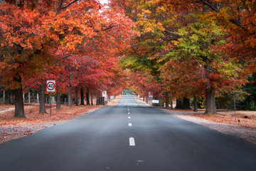 Naklejka premium Empty road view with line of autumn trees on both side. Mount Macedon, Victoria, Australia.