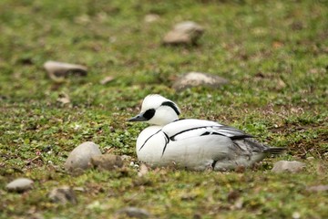 The smew (Mergellus albellus) male duck on the lake shore, green vegetation in background, scene from wildlife, Switzerland, common bird in its environment, close up portrait