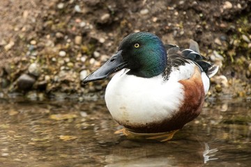The northern shoveler (Anas clypeata) male duck on the lake shore, green vegetation in background, scene from wildlife, Switzerland, common bird in its environment, close up portrait