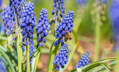 Bee and Purple Blue Grape Hyacinth Flowers in Spring in Latvia May 2019
