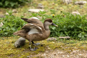 The red-crested pochard (Netta rufina) young female duck on the lake shore, green vegetation in background, scene from wildlife, Switzerland, common bird in its environment