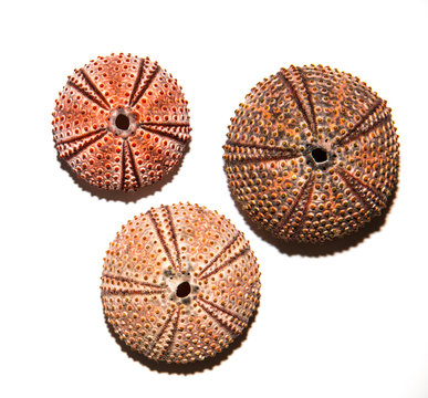 Sea urchin skeletons