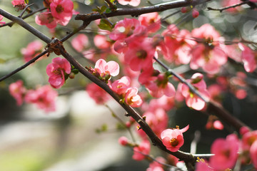 Wild apple tree in pink blossom late spring