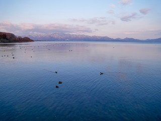 Beautiful lake with a flock of teal swimming.