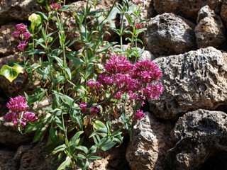 Composition florale. Corymbes de Centranthes rouges, fleurs des sols rocailleux