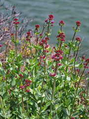 Composition florale. Corymbes de Centranthes rouges, fleurs des sols rocailleux